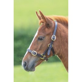 Shires Blenheim Adjustable Leather Headcoller