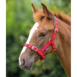 Shires Adustable Foal Headcollar