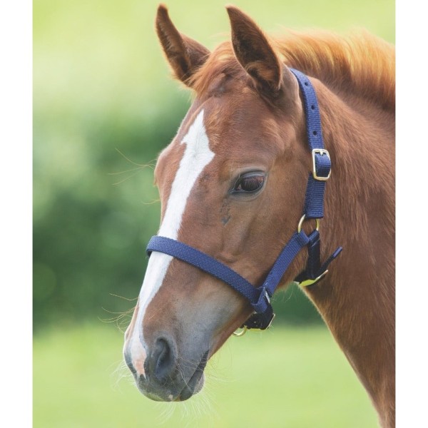 Shires Adustable Foal Headcollar Primary Image
