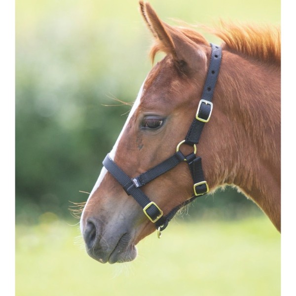 Shires Adustable Foal Headcollar Primary Image