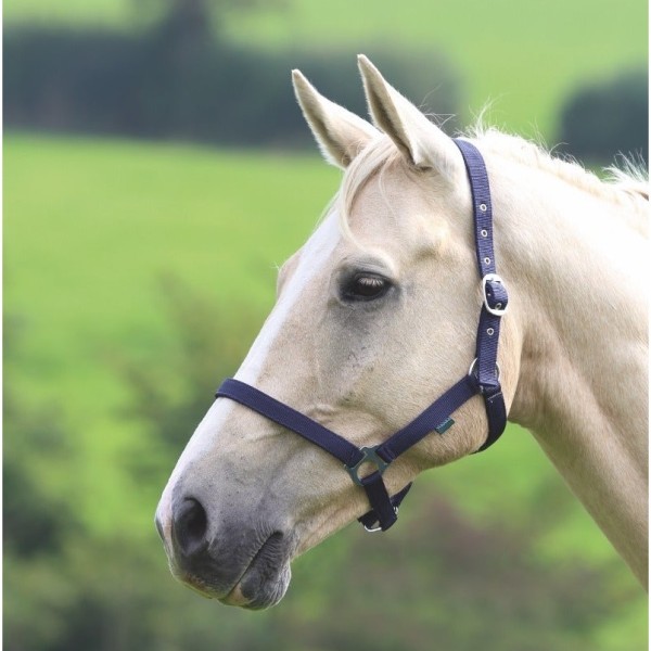 Shires Wessex Headcollar  Primary Image