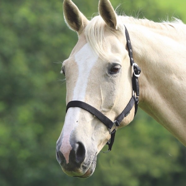 Shires Wessex Headcollar  Primary Image