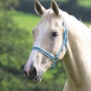 Shires Wessex Headcollar  Thumbnail Image